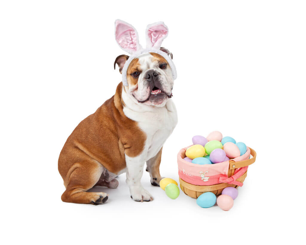 Pet photos with the Easter Bunny Florida's Sports Coast