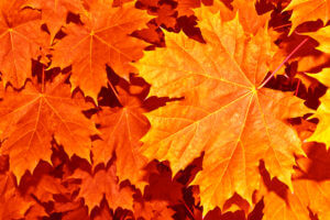 Featured Event - Thanksgiving Brunch
