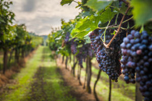 Featured Event - Evening at the Vineyard