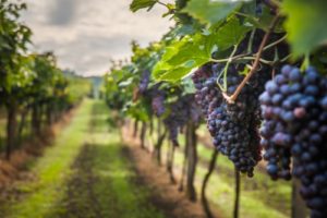 Featured Event - Yoga in the Vines