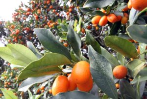 Featured Event - 2021 Annual Kumquat Festival