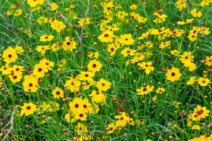 Featured Event - Monarch Butterfly Festival