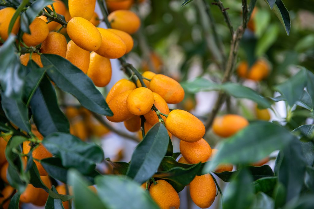 Kumquats Growing