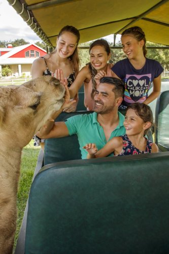 giraffe ranch 0031